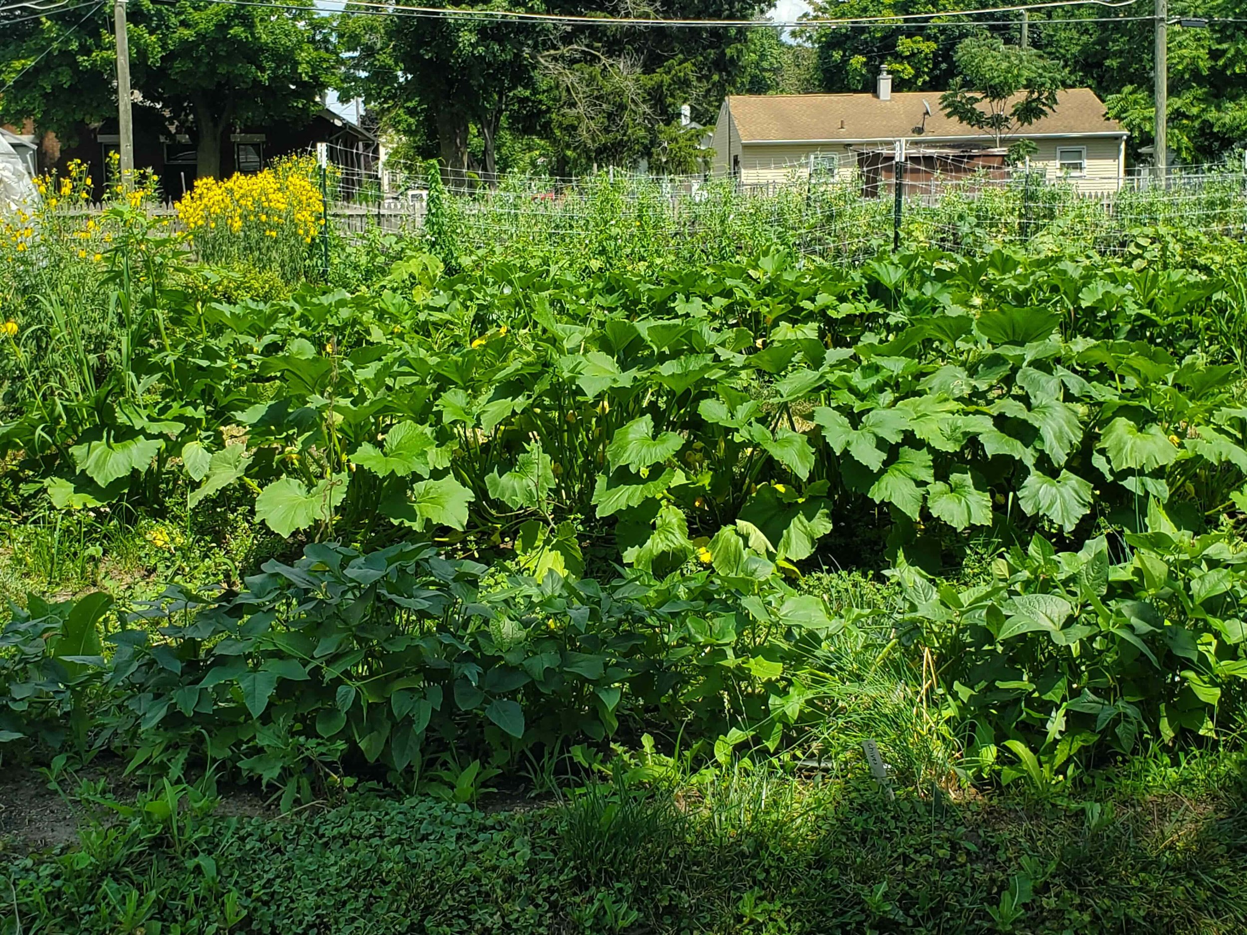 Johnnie Mae Farm