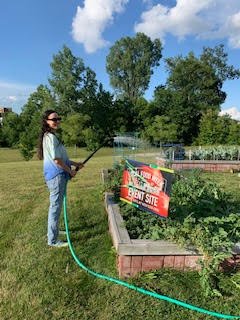 Watering the garden beds at the School of Education Urban Gardens at PFW (Copy)